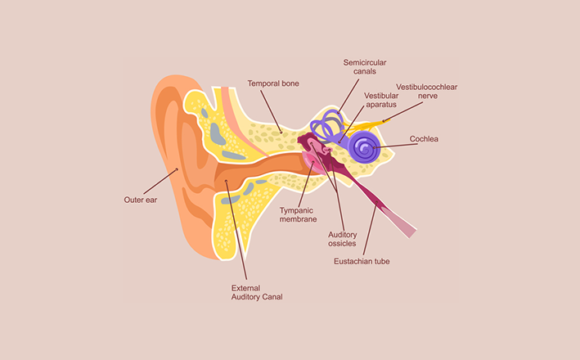 Articulația din spatele urechii drepte doare